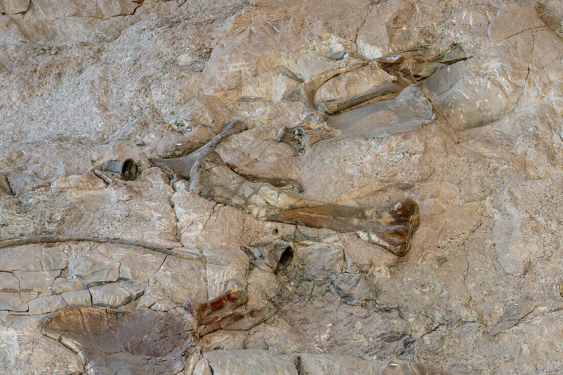 Teilweise ausgegrabene Dinosaurierknochen an der "Wall of Bones" in der Ausstellungshalle des Steinbruchs, Dinosaur National Monument, Utah