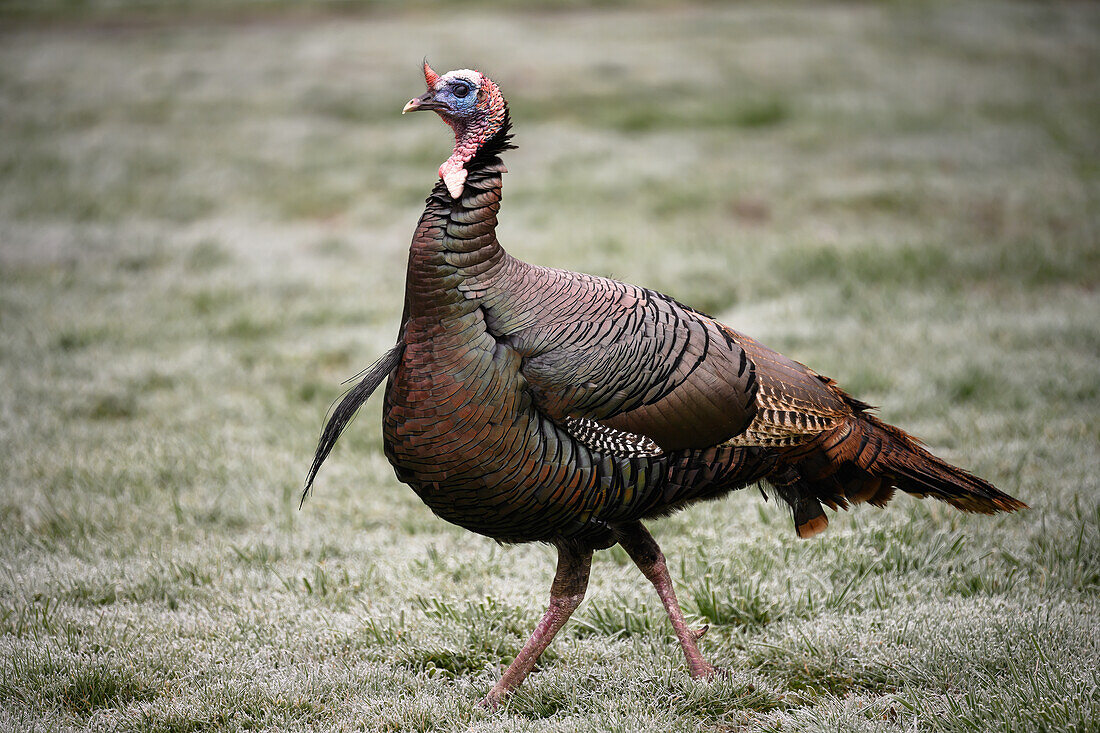 Wild turkey in Spring plumage roaming an urban neighborhood in Eugene, Oregon.