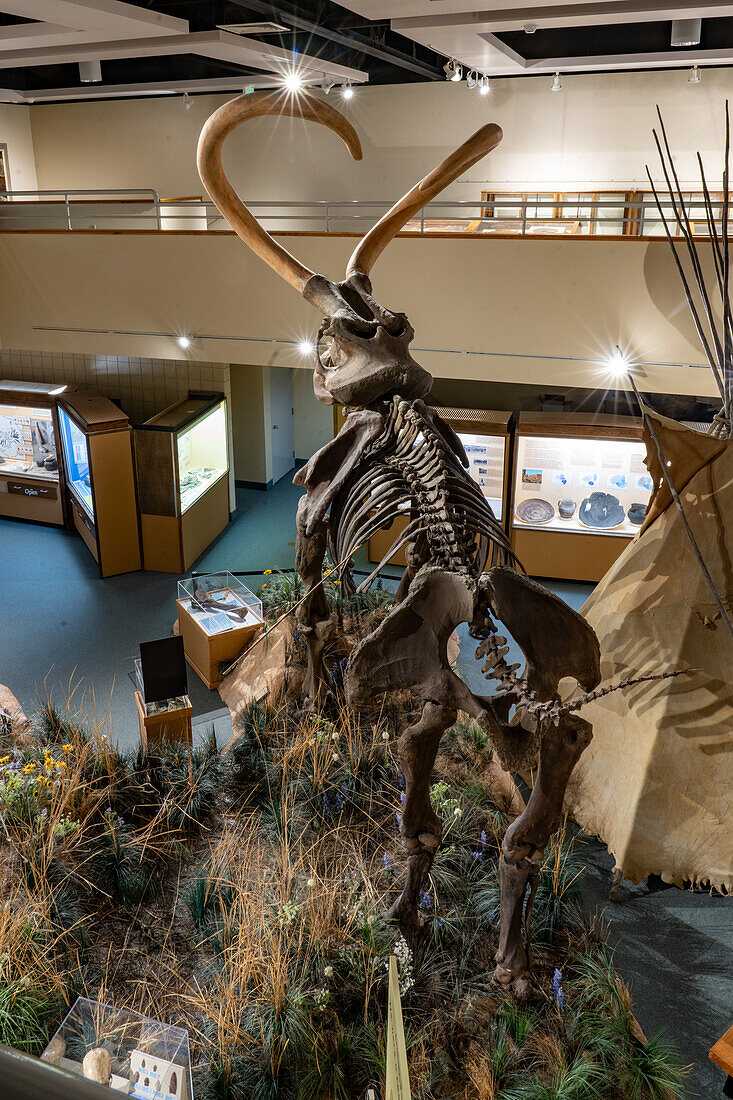 A Columbian Mammoth, Mammuthus columbi, in the USU Eastern Prehistoric Museumin Price, Utah. Known as the Huntington Mammoth where it was discovered in 1988.