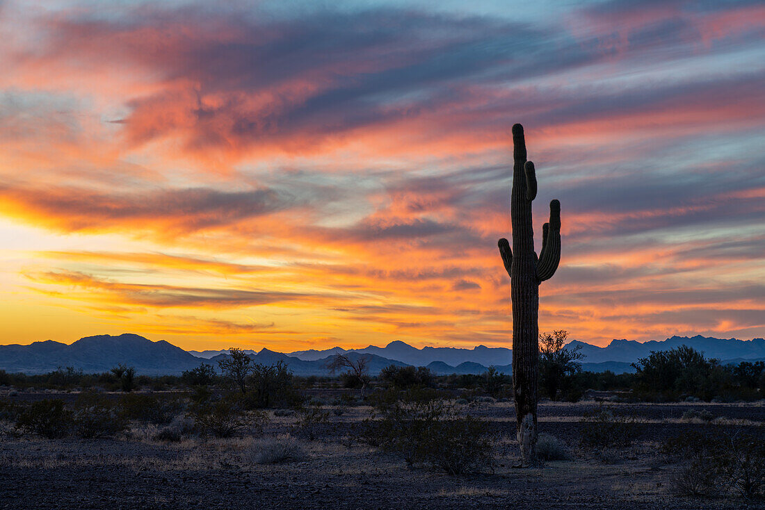 Ein Saguaro-Kaktus und ein farbenprächtiger Sonnenuntergang über den Dome Rock Mountains in der Sonoran-Wüste bei Quartzsite, Arizona