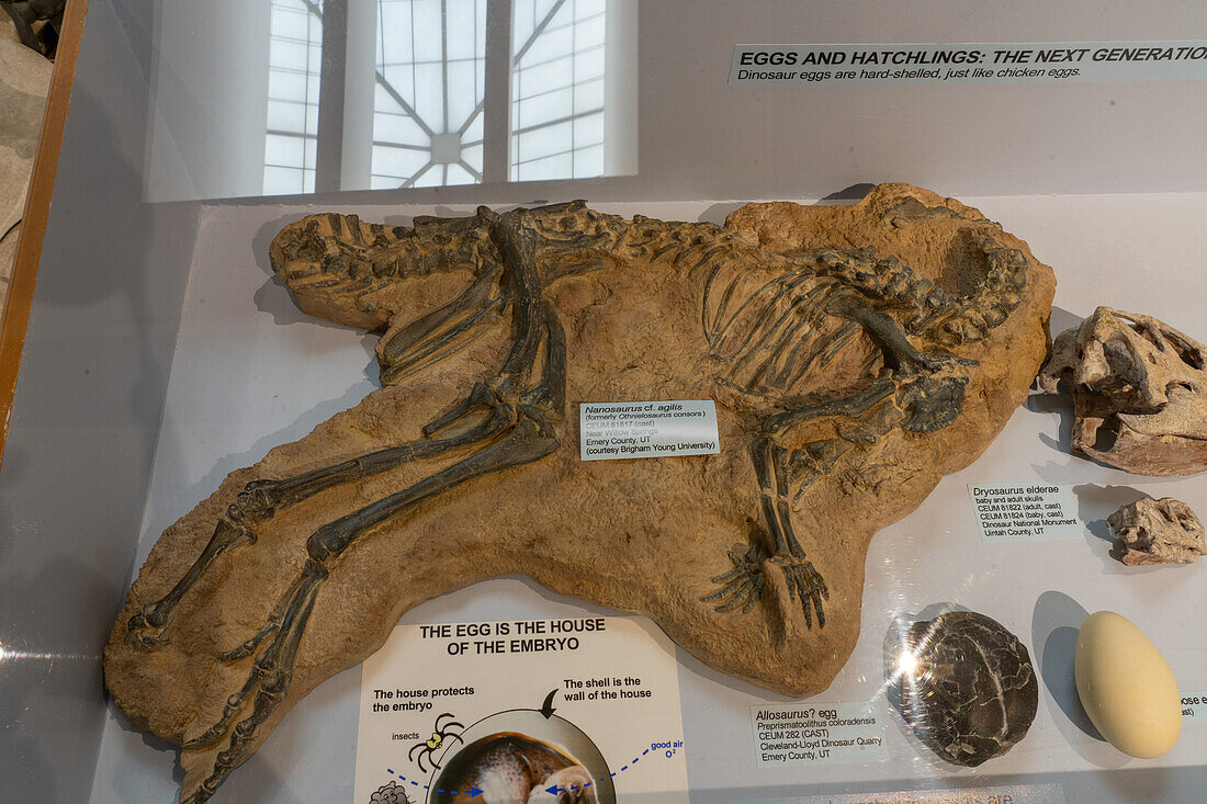Skelettabguss eines Nanosaurus agilis, eines kleinen Pflanzenfressers, im USU Eastern Prehistoric Museum in Price, Utah
