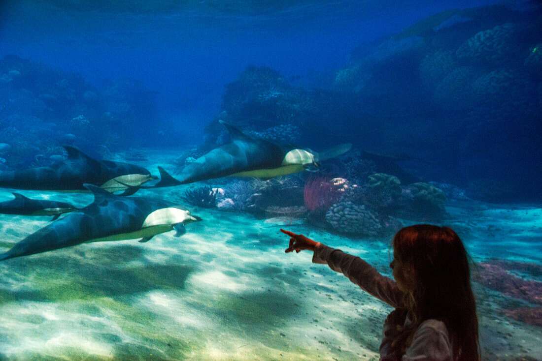 Schaufenster im New York Aquarium in Brooklyn, NY, USA