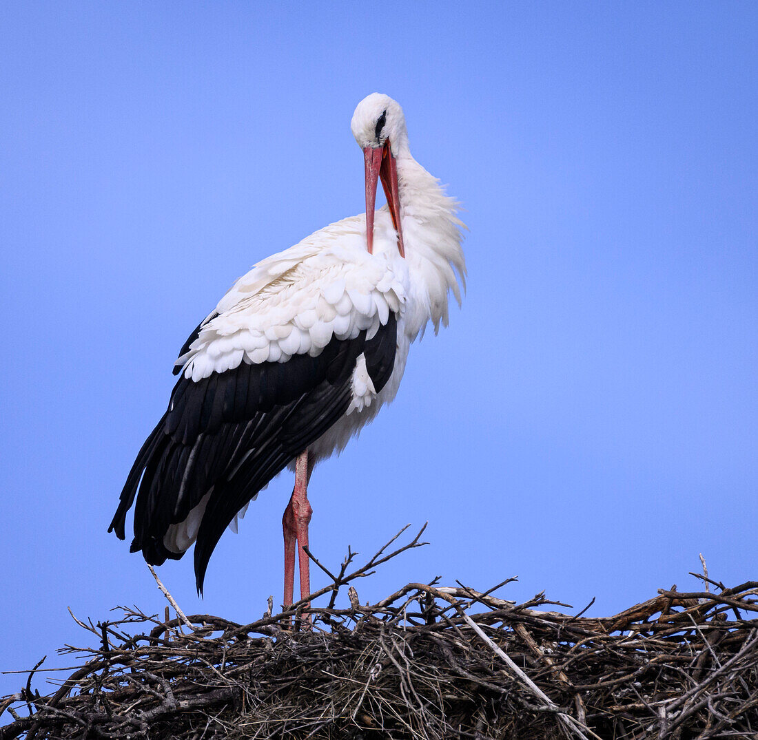 White Stork preening on nest; Los Barruecos Natural Monument, Extremadura, Spain.