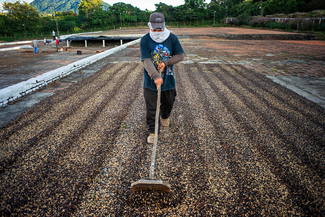 El Carmen State Organic Coffee brand plantations and distribution in Concepción de Ataco El Salvador Central America. Ruta De Las Flores, Department Of Sonsonate.