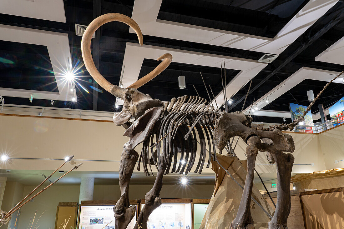 Ein kolumbianisches Mammut, Mammuthus columbi, im USU Eastern Prehistoric Museumin Price, Utah. Bekannt als das Huntington-Mammut, wo es 1988 entdeckt wurde.