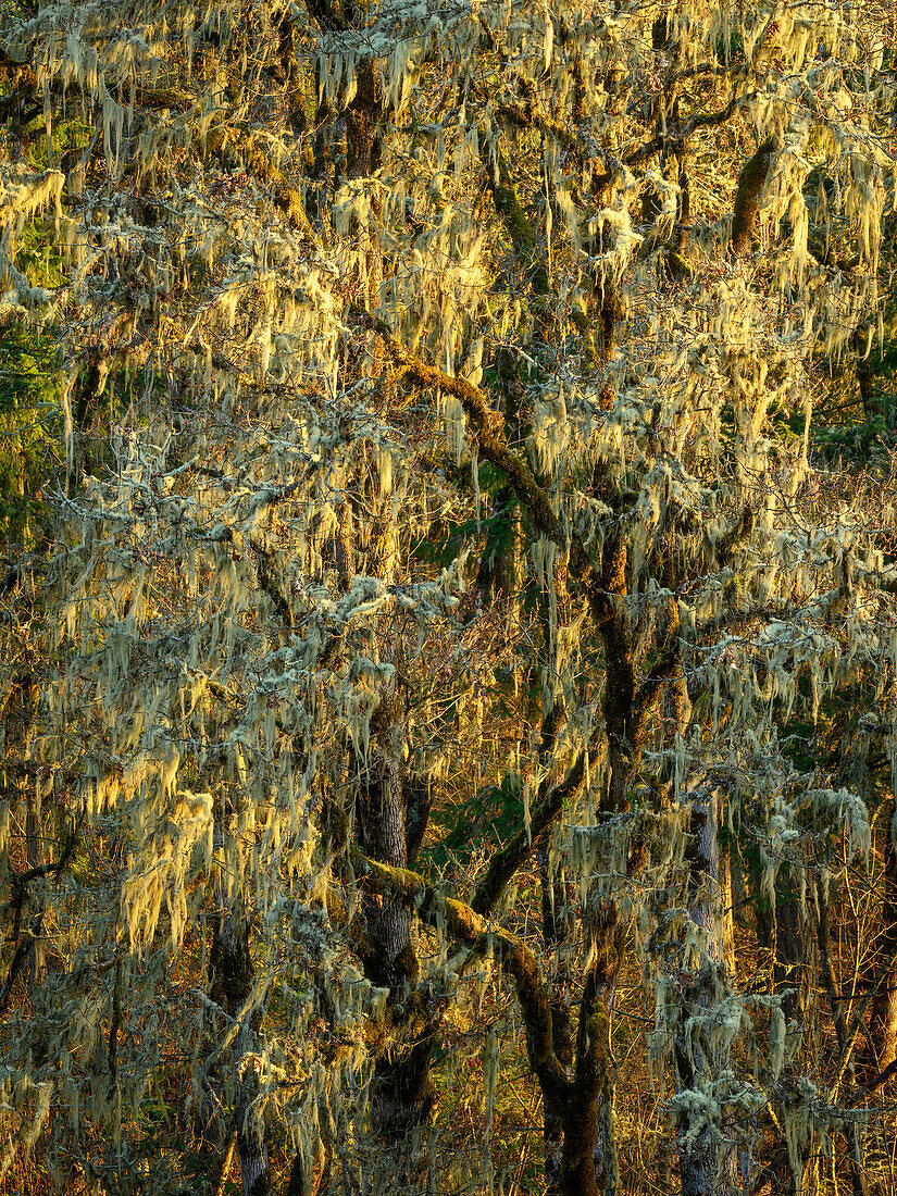 Oregon-Eichen mit Flechten; Mount Pisgah Arboretum, Willamette Valley, Oregon