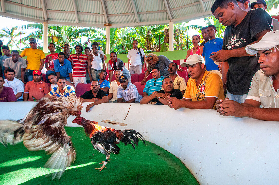 Hahnenkämpfe spielen auf der Halbinsel Samana in der Dominikanischen Republik in der Nähe der Stadt Las Terrenas eine große Rolle. Dort finden sonntags Hahnenkämpfe statt, die gewöhnlich am späten Nachmittag abgehalten werden. Glücksspiele spielen bei diesem Sport eine große Rolle, und da es um viel Geld geht, zieht er oft Kriminelle und Korruption an. Die Besitzer zeigen stolz ihre Kampfhähne