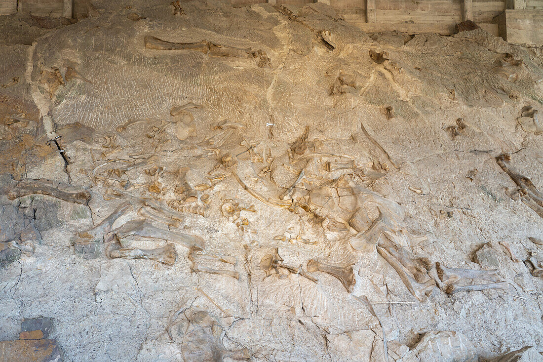 Teilweise ausgegrabene Dinosaurierknochen an der Wall of Bones in der Quarry Exhibit Hall, Dinosaur National Monument, Utah