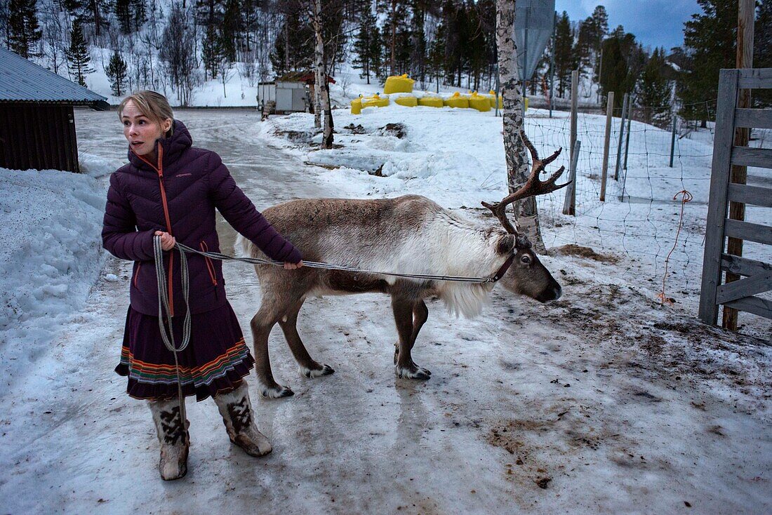 Sami-Frau mit Rentieren in Lønsdal Storjord, Norwegen. Saltfjellet-Svartisen-Nationalpark