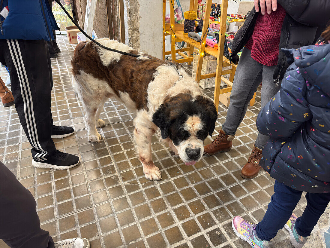 Pet Market ZGZ in the old Enrique Coca factory on San Pablo Street, Zaragoza, Spain