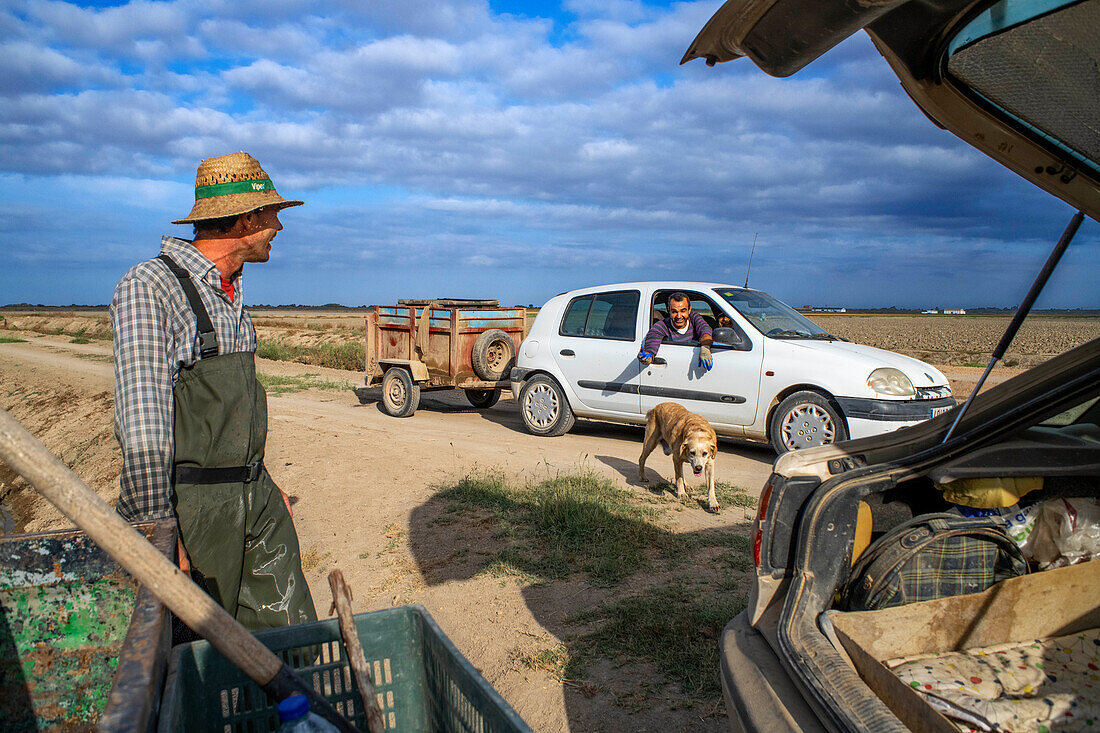 Hardworking fisherman fishing for red crab on the Isla Mayor rice field, Guadalquivir river marshes, Seville Andalusia Spain.