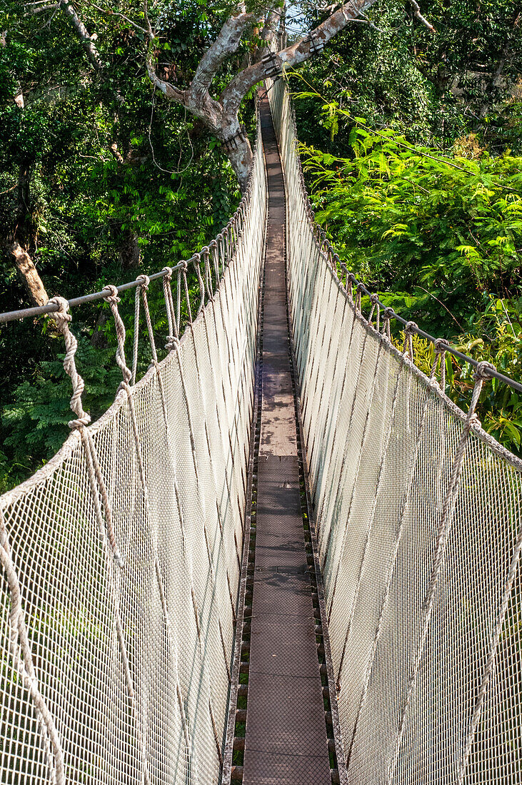Erhöhte Hängebrücken in den Baumkronen. Ein Regenwald-Hängebrückenweg im Tambopata-Nationalpark im Inkaterra-Amazonica-Reservat. Besucher haben einen Blick aus der Vogelperspektive vom Amazonas-Dschungel Laufsteg am Fluss Napo Camp Explorama Touren in Peru. Iquitos, Loreto, Peru. Der Amazon Canopy Walkway, eine der längsten Hängebrücken der Welt, die es ermöglicht, die Tiere des Primärwaldes aus einer Höhe von 37 Metern zu sehen, und die über den 14 höchsten Bäumen des Gebietes aufgehängt ist