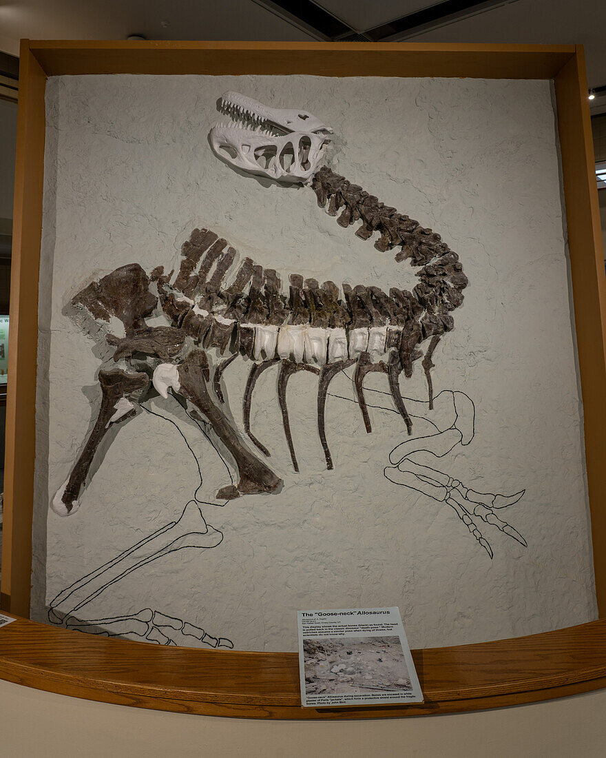 Skelettabguss eines Allosaurus, Allosaurus fragilis, im USU Eastern Prehistoric Museum in Price, Utah