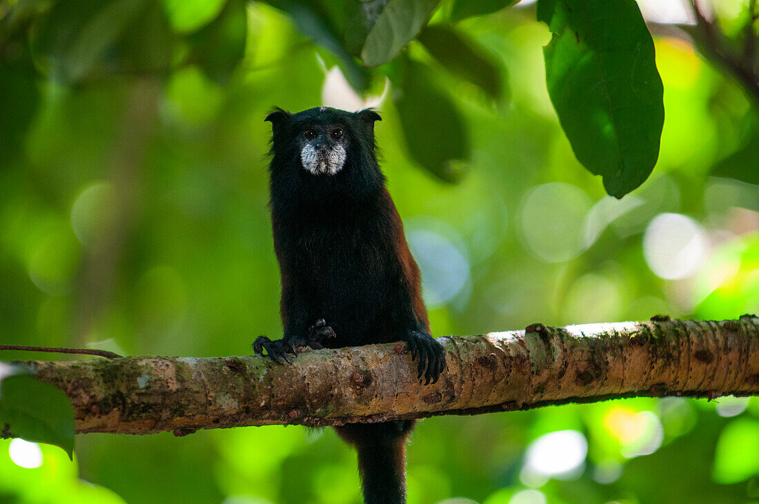 Ein kommunaler Wollaffe (Oreonax flavicauda) in einem der Primärwälder des Amazonas-Regenwaldes in der Nähe von Iquitos, Amazonas, Loreto, Peru. Der Gelbschwanzmeerkatze ist eine in Peru endemische Affenart der Neuen Welt. Es handelt sich um eine seltene Primatenart, die nur in den peruanischen Anden, in den Departements Amazonas und San Martin, vorkommt.