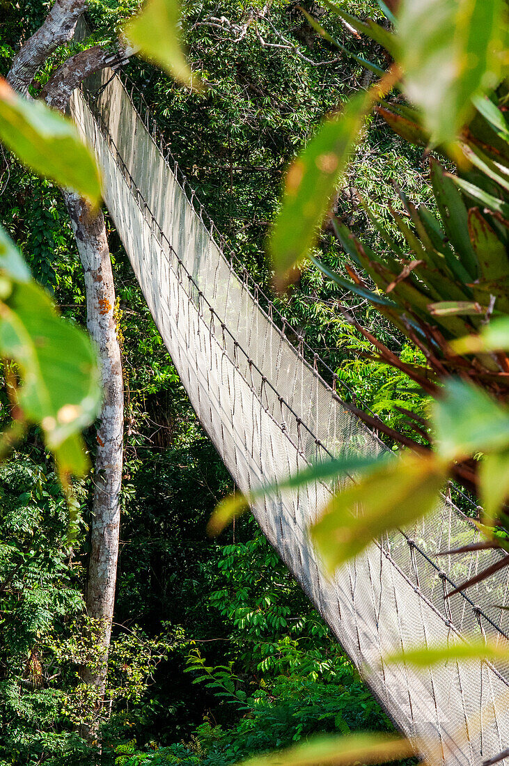 Erhöhte Hängebrücken für den Canopy Walk. Ein Regenwald-Hängebrückenweg im Tambopata-Nationalpark im Inkaterra-Amazonica-Reservat. Besucher haben einen Blick aus der Vogelperspektive vom Amazonas-Dschungel Laufsteg am Fluss Napo Camp Explorama Tours in Peru. Iquitos, Loreto, Peru. Der Amazon Canopy Walkway, eine der längsten Hängebrücken der Welt, die es ermöglicht, die Tiere des Primärwaldes aus einer Höhe von 37 Metern zu beobachten und über die 14 höchsten Bäume der Gegend zu schweben
