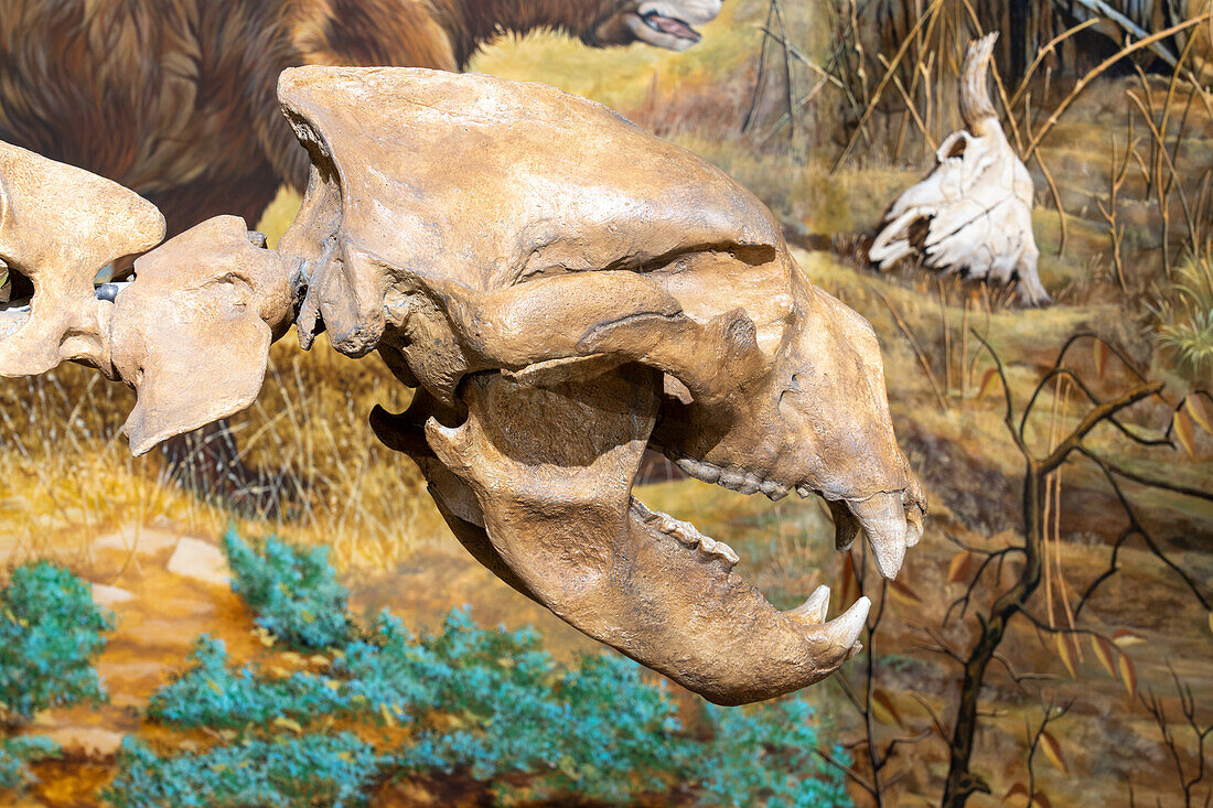 Detail des Schädels eines Kurzgesichtsbären, Arctodus simus, im USU Eastern Prehistoric Museum in Price, Utah