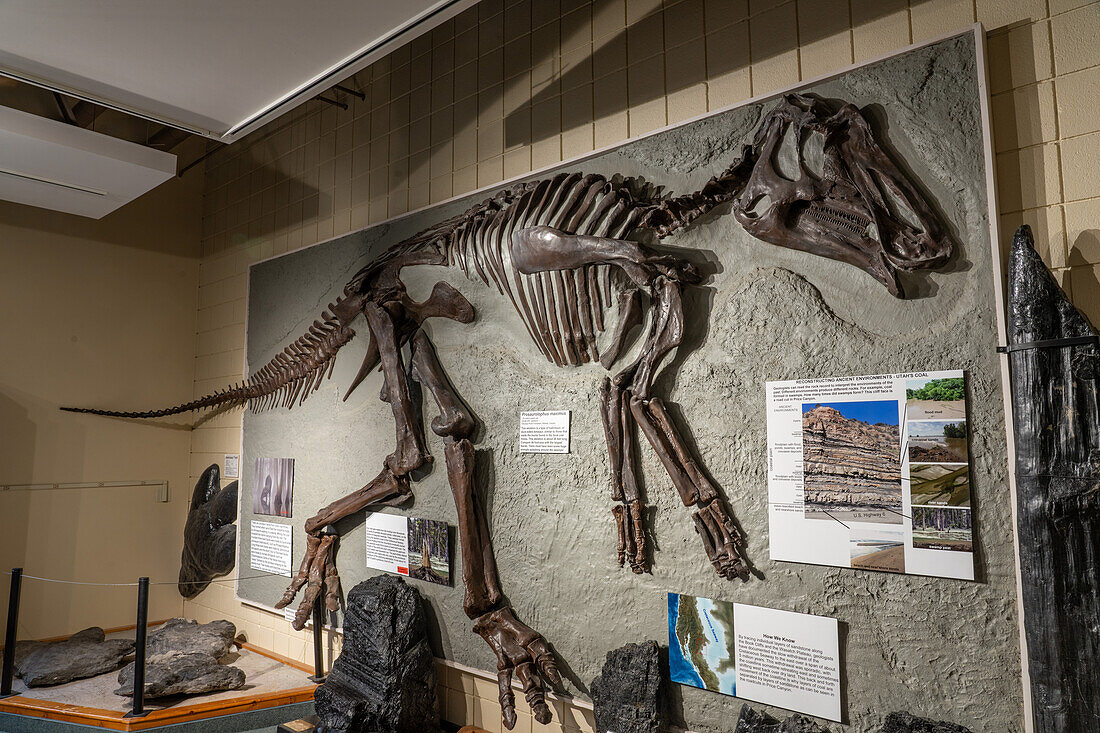 Skelettabguss eines Hadrosauriers oder Entenschnabeldinosauriers, Prosaurolophus maximus, im USU Eastern Prehistoric Museum in Price, Utah