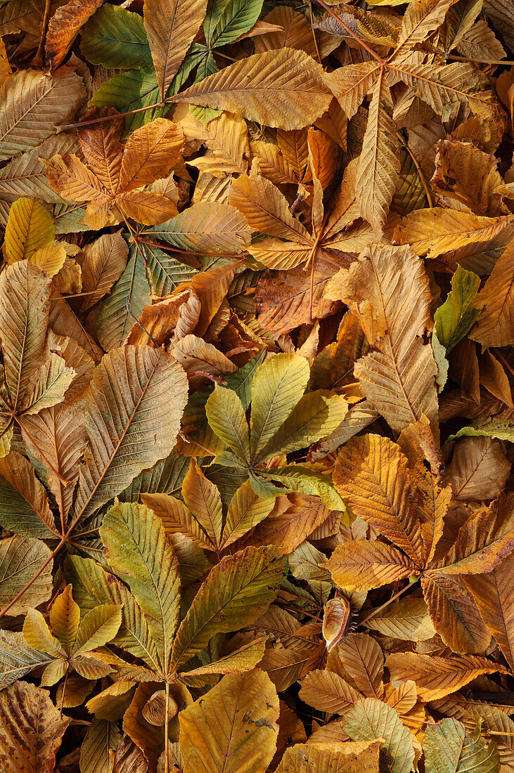 Horse Chestnut tree leaves on ground in Autumn with early morning frost.