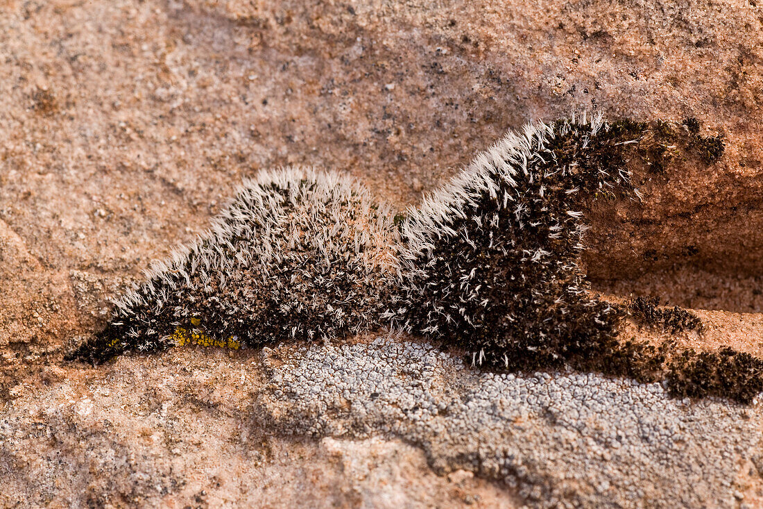 Desert moss and crustose lichens on sandstone near Moab, Utah.