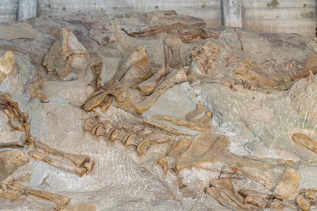 Teilweise ausgegrabene Dinosaurierknochen an der Wall of Bones in der Quarry Exhibit Hall, Dinosaur National Monument, Utah