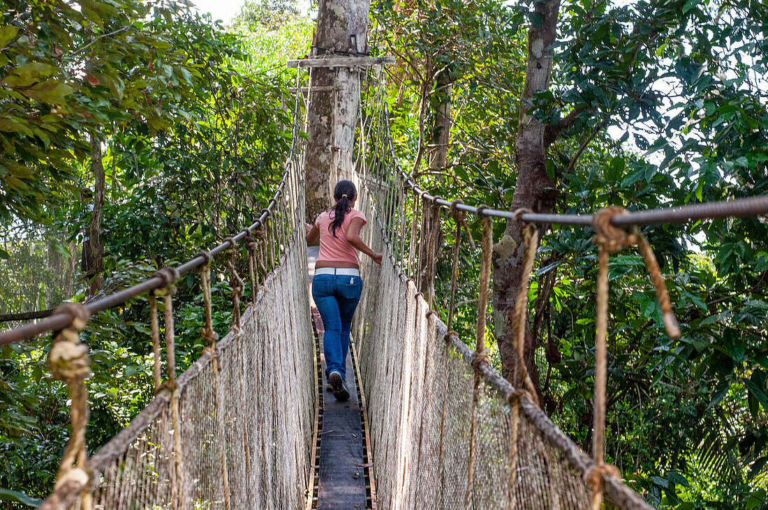 Erhöhte Hängebrücken. Ein Regenwald-Hängebrückenweg im Tambopata-Nationalpark im Inkaterra-Amazonica-Reservat. Besucher haben einen Blick aus der Vogelperspektive von der Amazonas-Dschungel-Wanderung am Fluss Napo Camp Explorama Tours in Peru. Iquitos, Loreto, Peru. Der Amazon Canopy Walkway, eine der längsten Hängebrücken der Welt, die es ermöglicht, die Tiere des Primärwaldes aus einer Höhe von 37 Metern zu beobachten und über die 14 höchsten Bäume der Region zu schweben