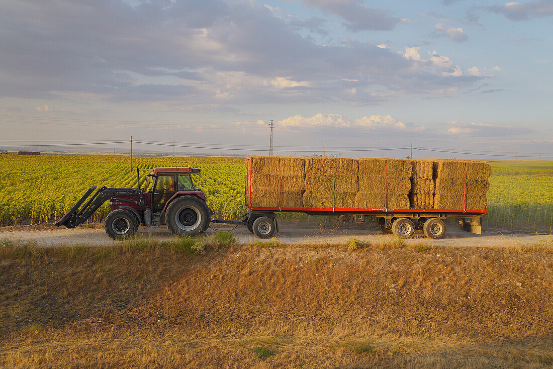 A tractor-trailer in the fileds of sunflowers in bloom. Turégano, province of Segovia.