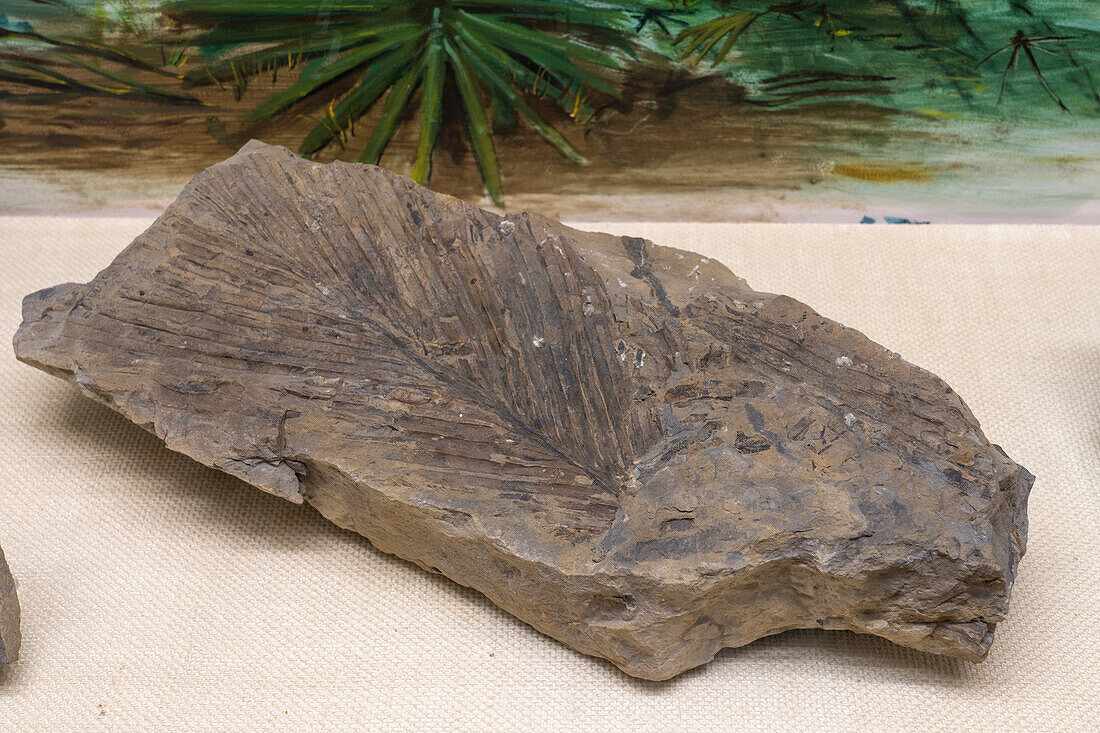 Ein versteinertes Cycad-Blatt im USU Eastern Prehistoric Museum in Price, Utah