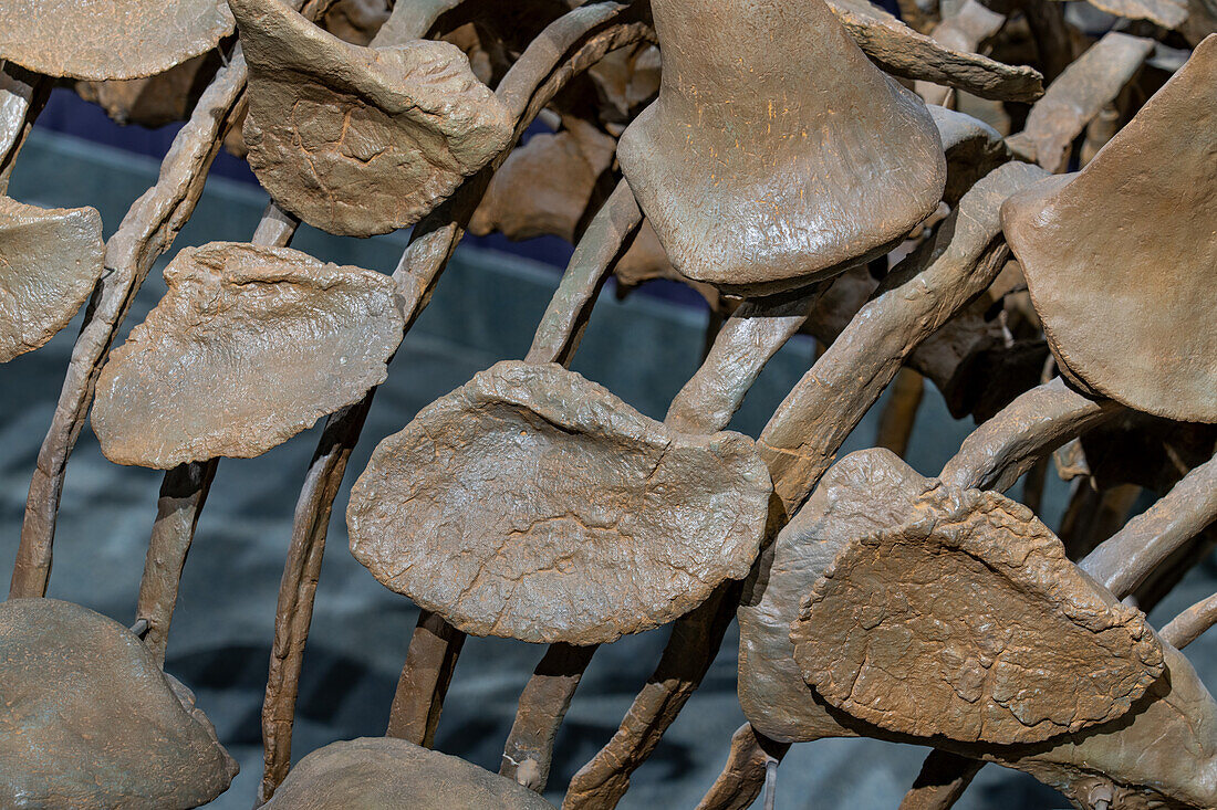 Knöcherne Schuppen im Skelett eines Gastonia burgei, eines gepanzerten Ankylosauriers. Prähistorisches Museum, Price, Utah