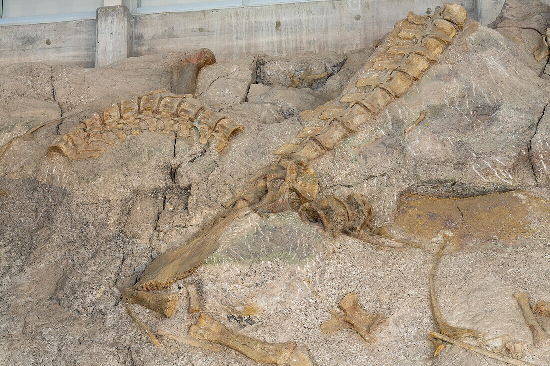 Teilweise ausgegrabene Dinosaurierknochen eines Stegosaurus an der Wall of Bones in der Quarry Exhibit Hall, Dinosaur National Monument, Utah