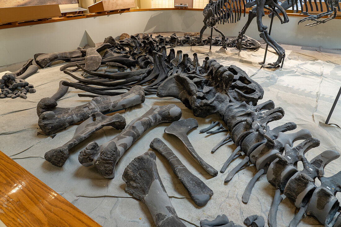 Skelett eines Camarasaurus, eines langhalsigen pflanzenfressenden Dinosauriers, im USU Eastern Prehistoric Museum in Price, Utah
