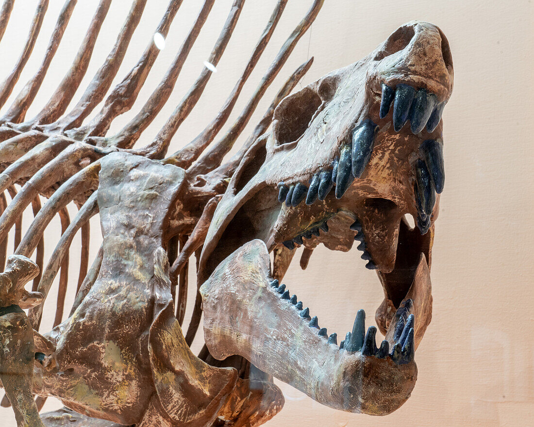 Skeleton cast of a dimetrodon, a sail-back reptile, showing teeth on the palate, in the USU Eastern Prehistoric Museum in Price, Utah.