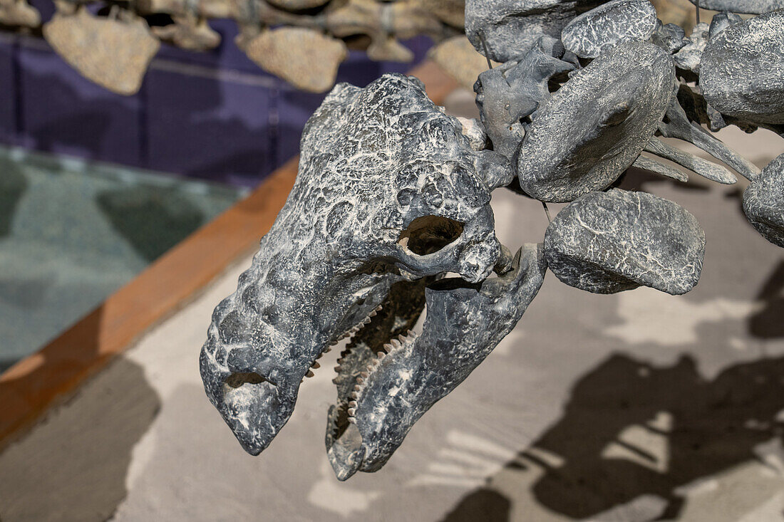 Rekonstruiertes Skelett eines Animantarx ramaljonesi, eines gepanzerten Ankylosaurier-Nodosauriers. Prähistorisches Museum, Price, Utah