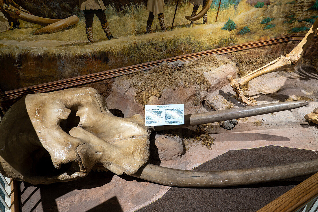Schädel und Stoßzähne eines amerikanischen Mastodons, Mammut americanum, im USU Eastern Prehistoric Museum in Price, Utah