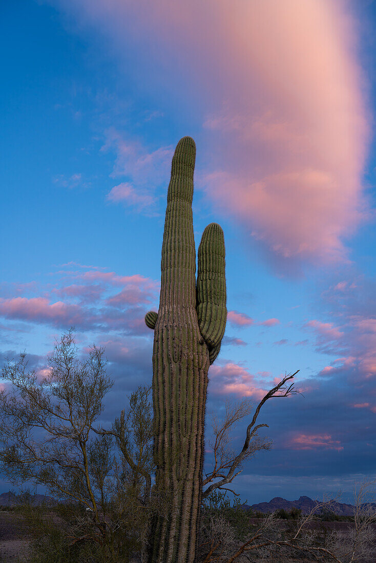 A saguaro cactus and pastel sunset clouds in the Sonoran Desert near Quartzsite, Arizona.