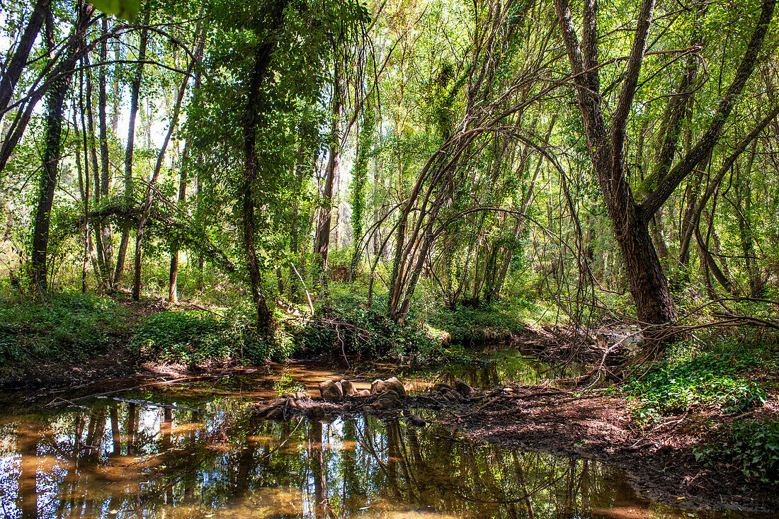 Grünes Naturgebiet und Vegetación Isla Margaria, San Nicolas del Puerto, Sevilla. Andalusien, Spanien