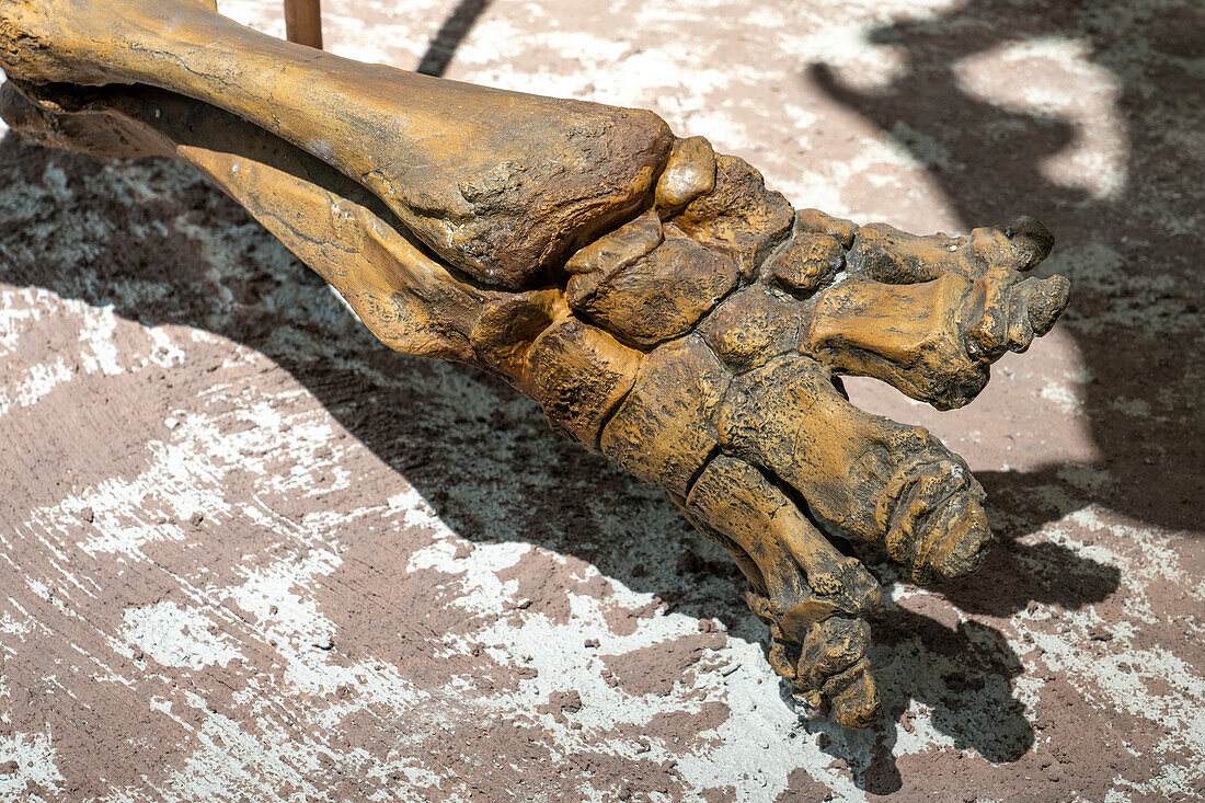 Fußdetail von Uintatherium anceps, einem nashornähnlichen Säugetier, im USU Eastern Prehistoric Museum in Price, Utah