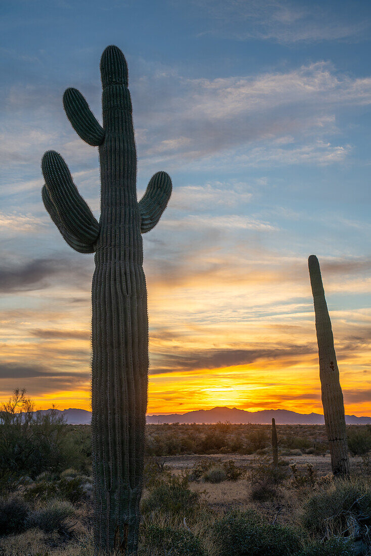 Saguaro-Kaktus bei Sonnenuntergang über den Dome Rock Mountains in der Sonoran-Wüste bei Quartzsite, Arizona