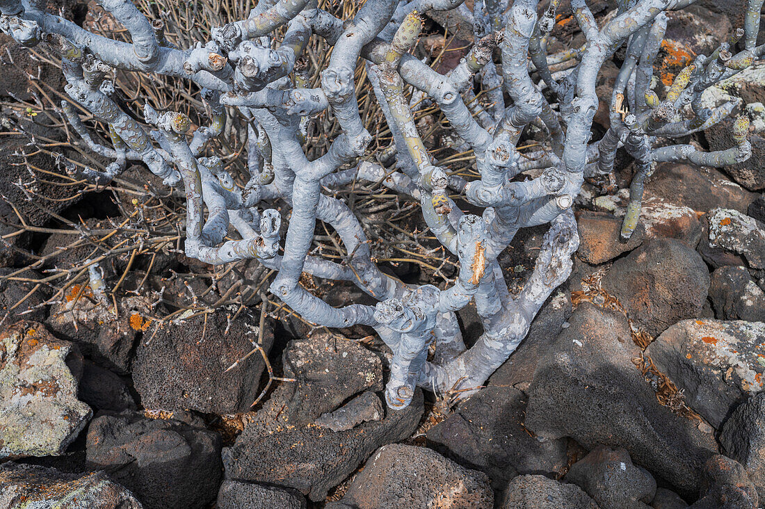 Cueva de los Verdes, eine Lavaröhre und Touristenattraktion der Gemeinde Haria auf der Kanarischen Insel Lanzarote, Spanien