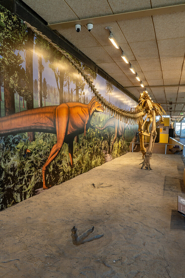 Following the tracks of an Allosaurus fragilis in the Quarry Exhibit Hall at Dinosaur National Monument in Utah.