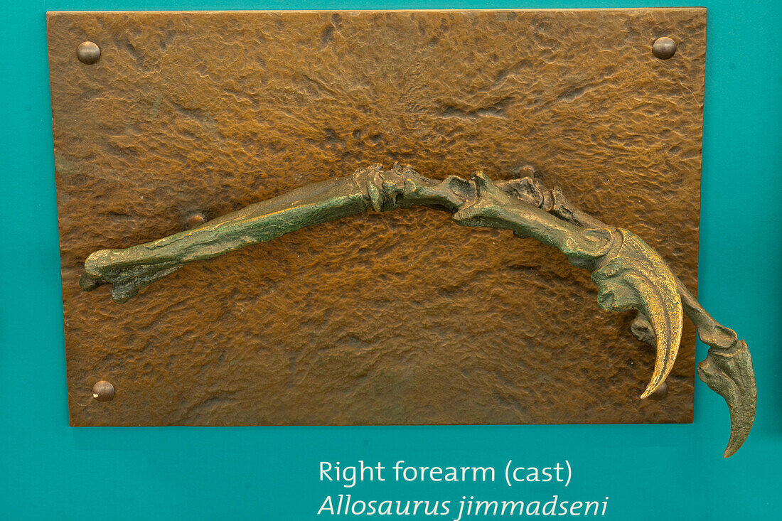 Bronzeabguss eines Unterarms eines Allosaurus jimmadseni in der Quarry Exhibit Hall des Dinosaur National Monument in Utah