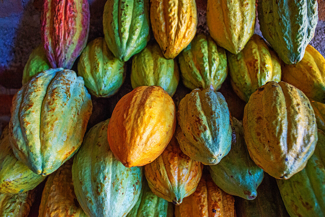 Different colours of cocoa pods in a cacao plantation in Puerto Barillas in Jiquilisco Bay in Gulf of Fonseca Pacific Ocean El Salvador Central America.