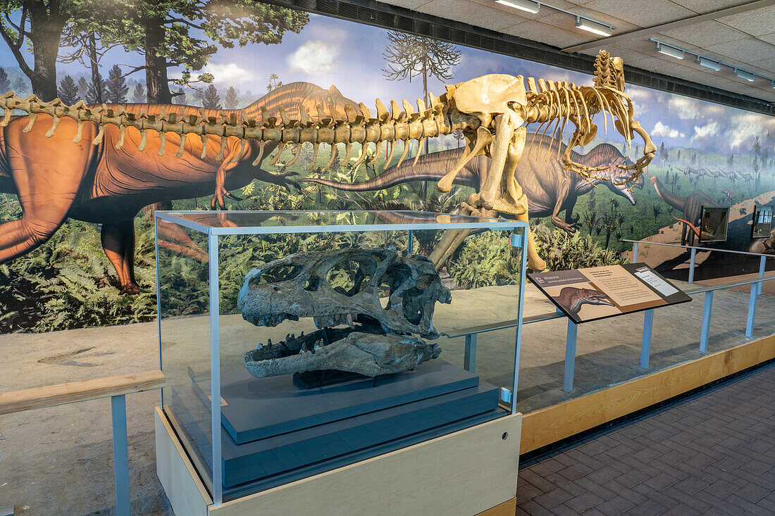 An actual skull of an Allosaurus fragilis in the Quarry Exhibit Hall at Dinosaur National Monument in Utah.