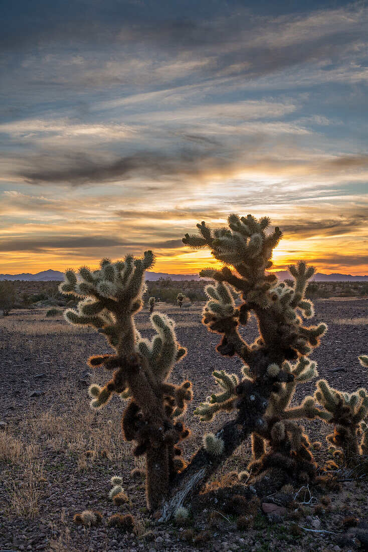 Teddy Bear Cholla-Kaktus bei Sonnenuntergang über den Dome Rock Mountains in der Sonoran-Wüste bei Quartzsite, Arizona