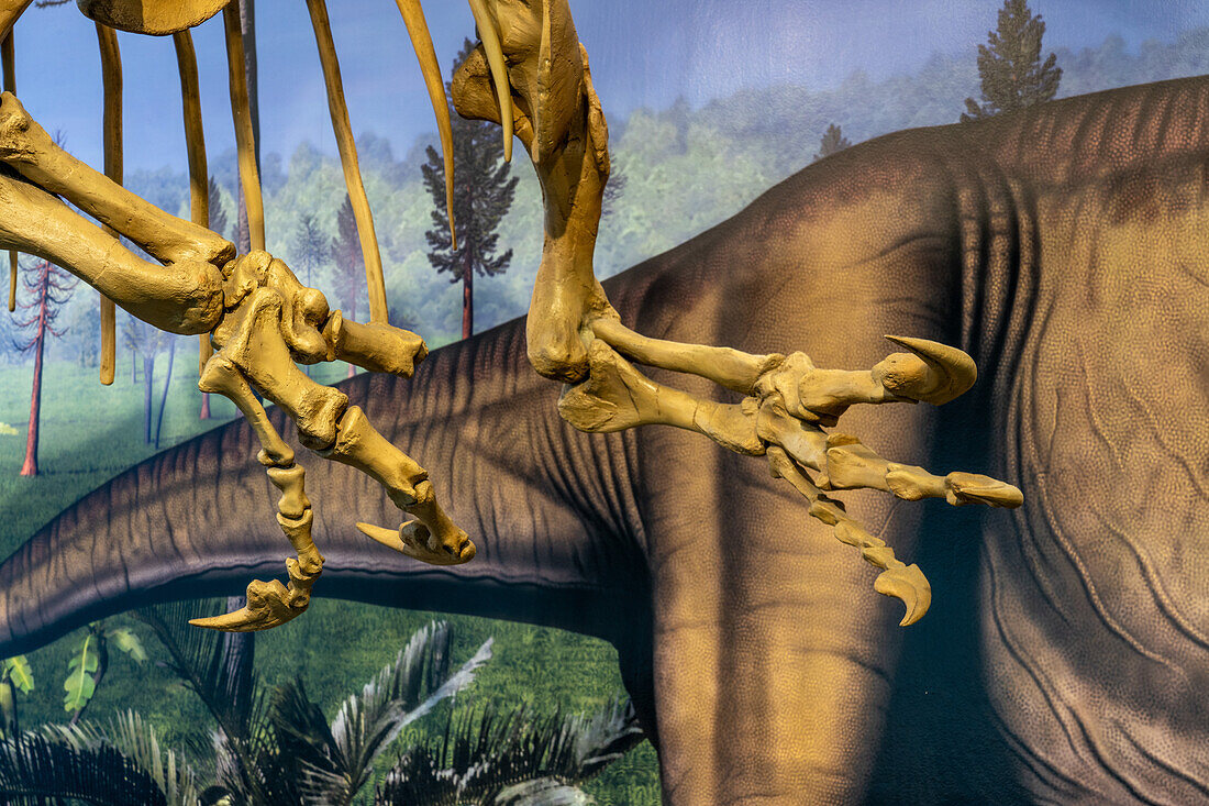 Detail der Klauen eines Allosaurus fragilis in der Quarry Exhibit Hall im Dinosaur National Monument in Utah