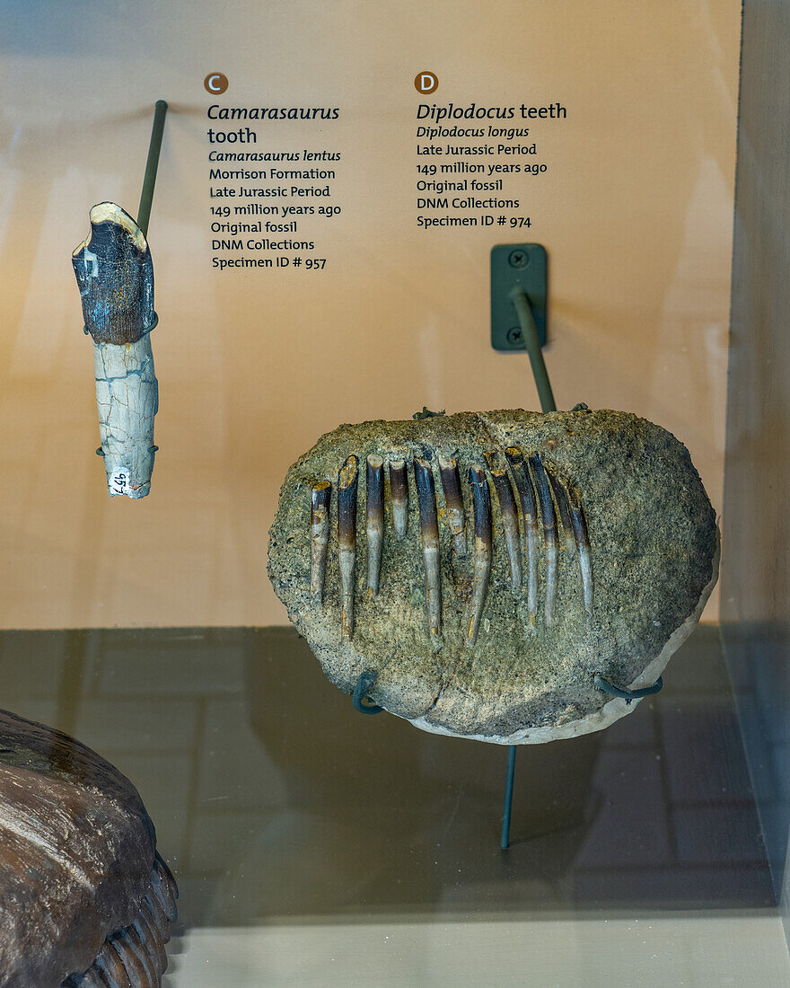 Teeth of camarasaurus & diplodocus in the Quarry Exhibit Hall of Dinosaur National Monument, Utah.