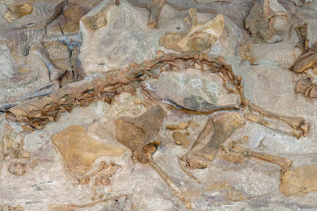 Teilweise ausgegrabene Stegosaurus-Dinosaurierknochen an der Wall of Bones in der Quarry Exhibit Hall, Dinosaur National Monument, Utah