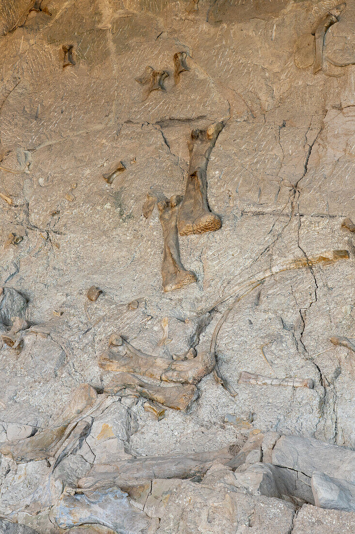 Teilweise ausgegrabene Dinosaurierknochen eines Sauropoden an der "Wall of Bones" in der Quarry Exhibit Hall, Dinosaur National Monument, Utah