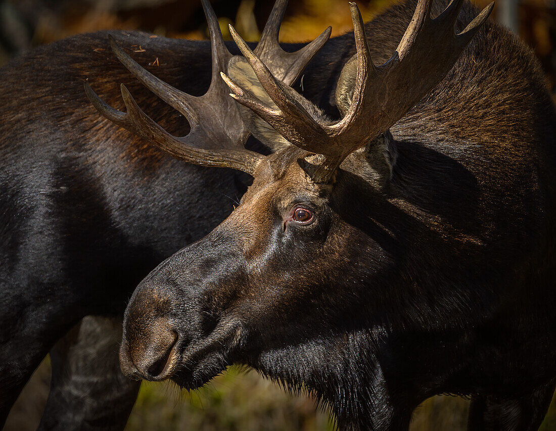 Bull moose at Gibbon River in Yellowstone National Park, Wyoming.
