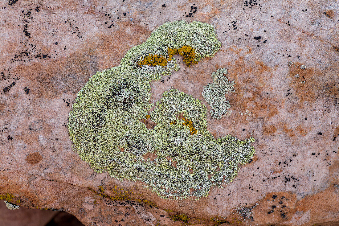 Bunte Krustenflechten auf einem Sandsteinfelsen in der Wüste bei Moab, Utah