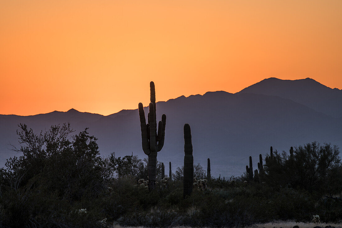 Saguaro cactus at sunset over the Dome Rock Mountains in the Sonoran Desert near Quartzsite, Arizona.